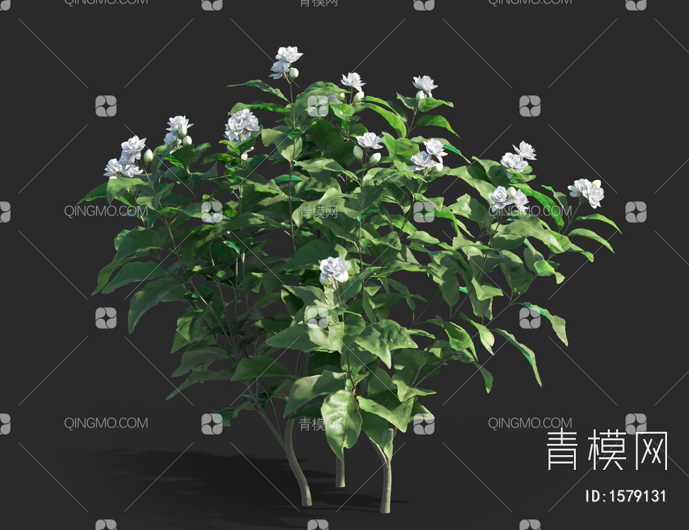 茉莉花，攀援灌木3D模型下载【ID:1579131】