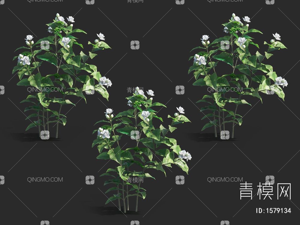 茉莉花，攀援灌木3D模型下载【ID:1579134】