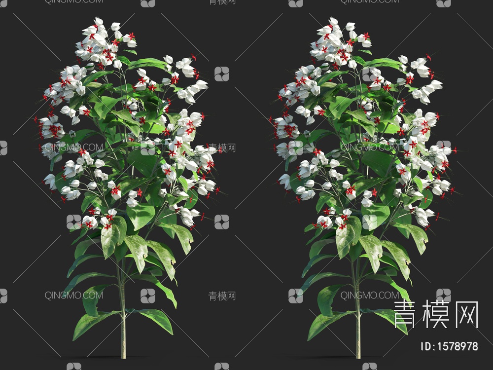 龙吐珠 ，珍珠宝草，麒麟吐珠，珍珠宝草3D模型下载【ID:1578978】