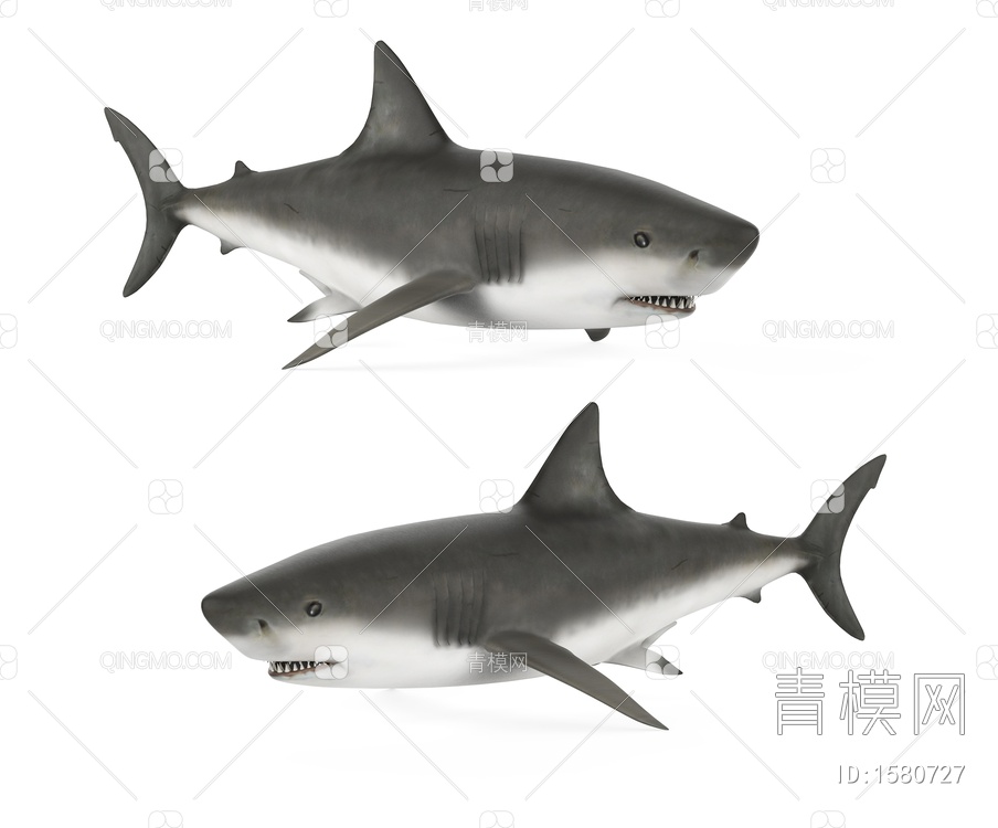 海洋生物 鲨鱼3D模型下载【ID:1580727】