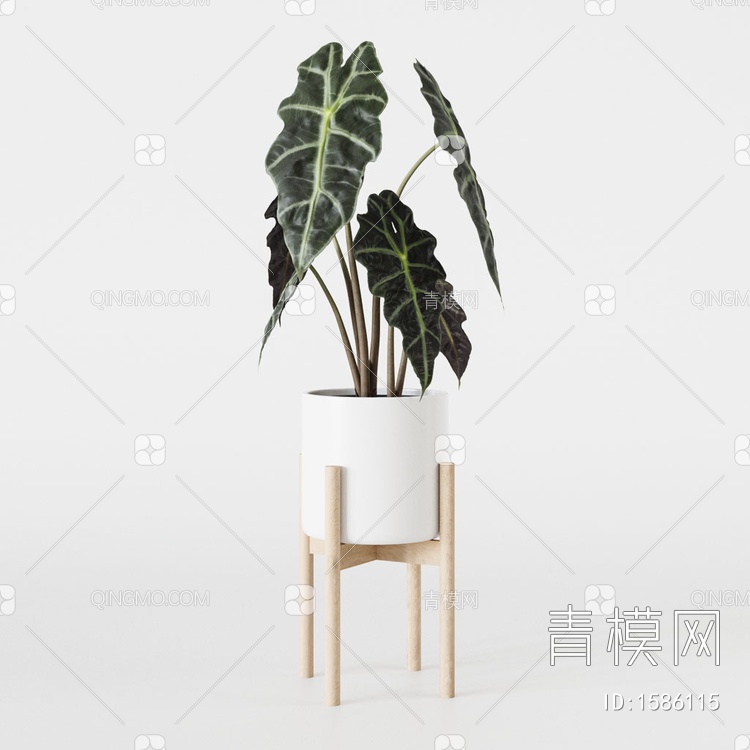 植物盆栽 竹芋小仙女盆栽3D模型下载【ID:1586115】