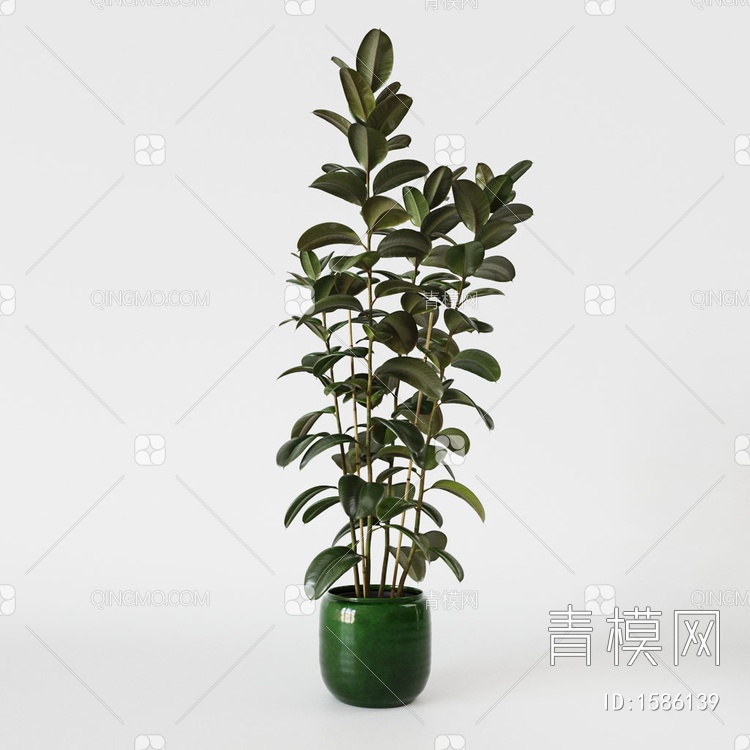 植物 盆栽 橡皮树3D模型下载【ID:1586139】