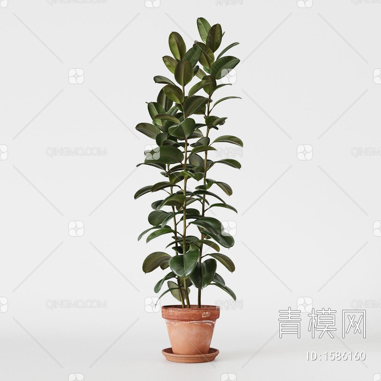 植物 盆栽 橡皮树3D模型下载【ID:1586160】