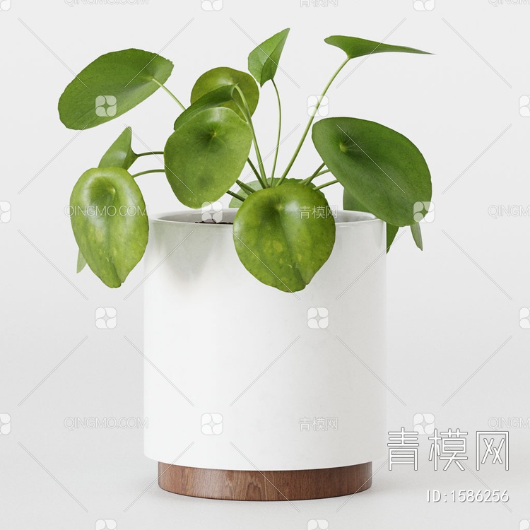 桌面盆栽植物3D模型下载【ID:1586256】