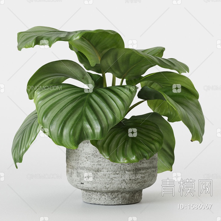 盆栽植物3D模型下载【ID:1586067】