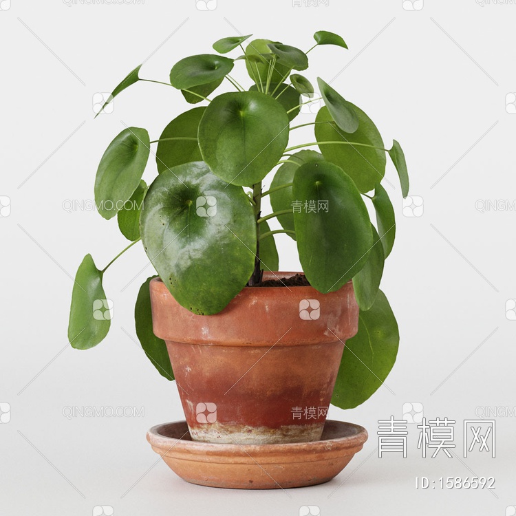 桌面盆栽植物3D模型下载【ID:1586592】