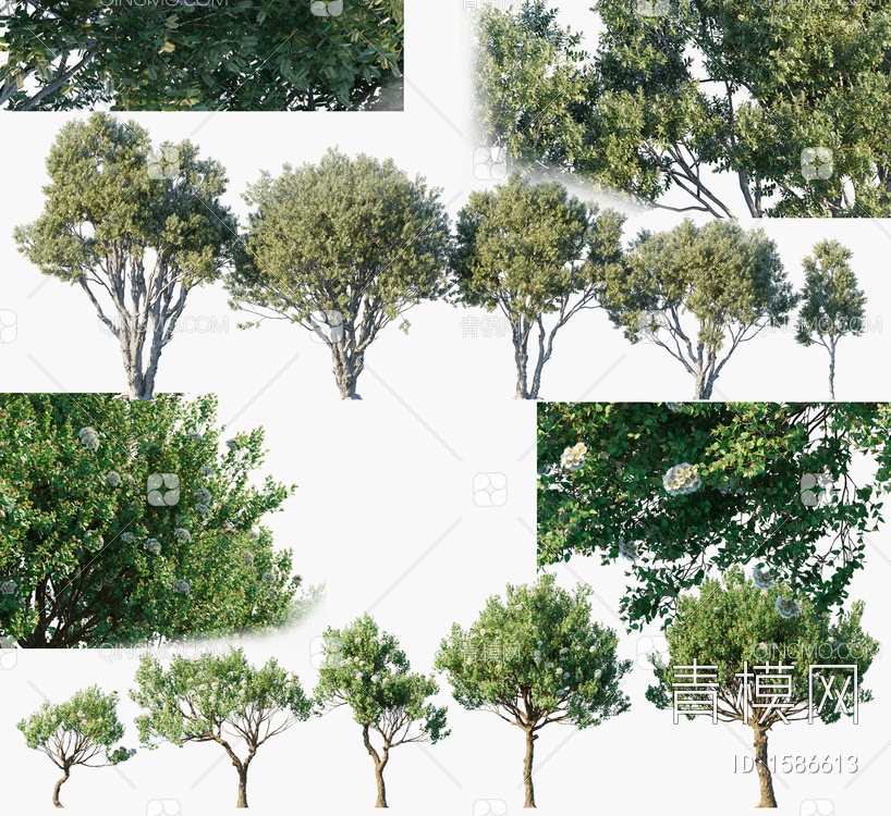 景观树3D模型下载【ID:1586613】