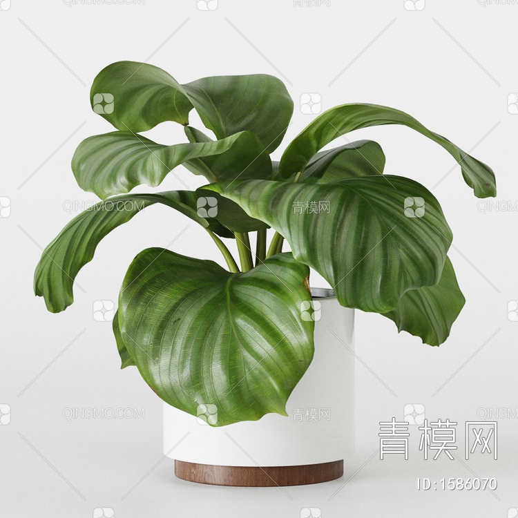 盆栽植物3D模型下载【ID:1586070】