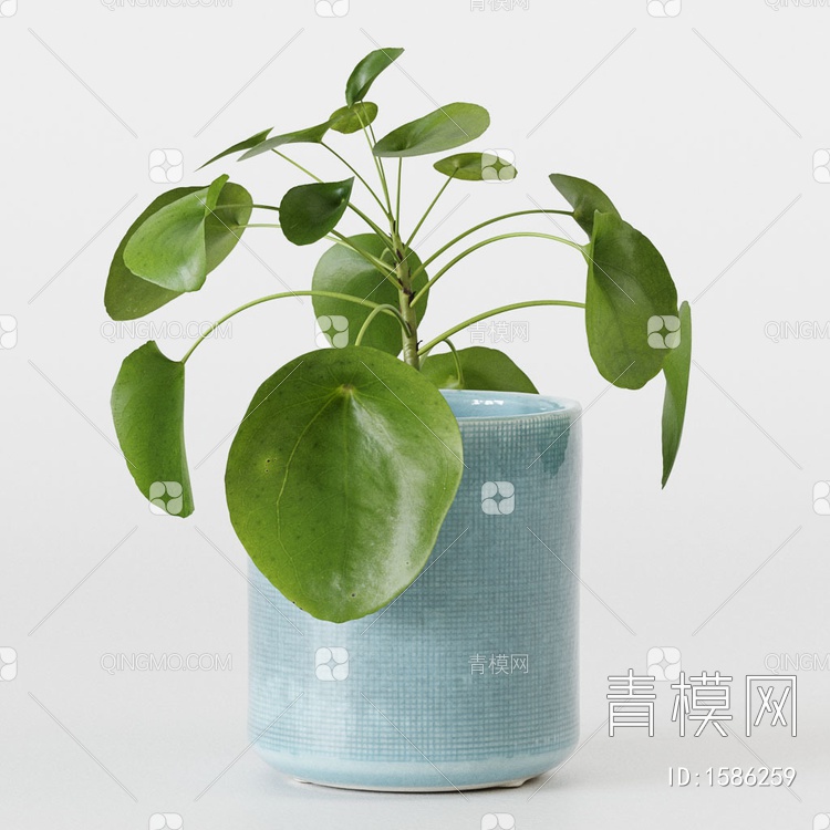 桌面盆栽植物3D模型下载【ID:1586259】