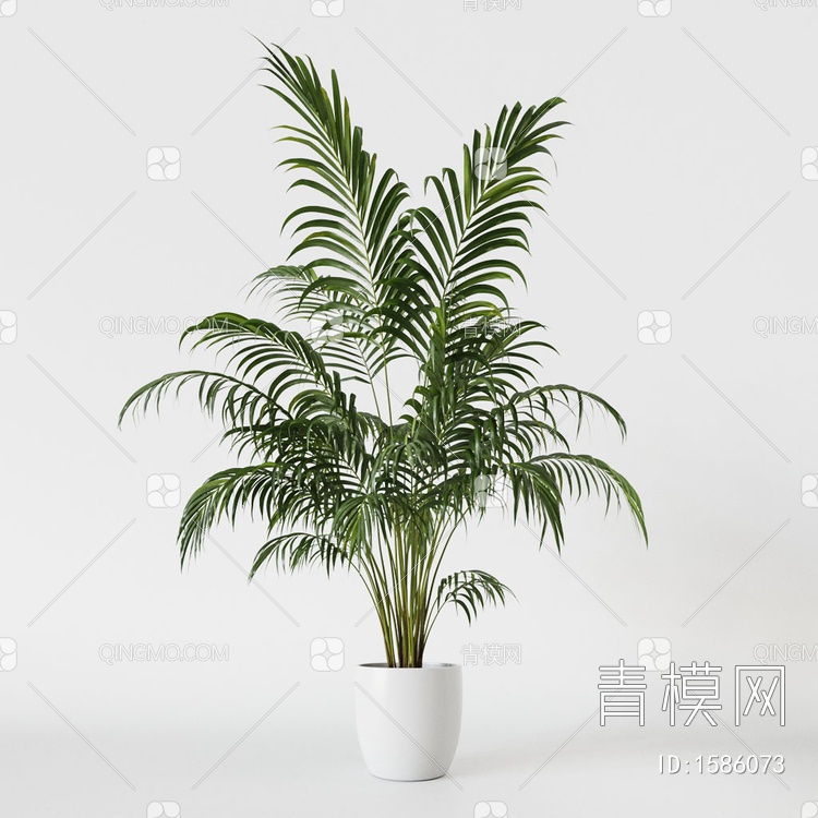 散尾葵 植物盆栽3D模型下载【ID:1586073】
