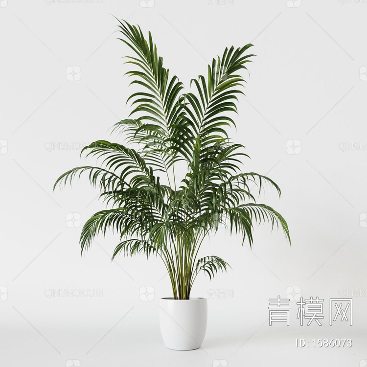 【散尾葵 植物盆栽3D模型】-现代VR无灯光有贴图MAX2016散尾葵 植物盆栽3d模型下载-ID1586073-免费3Dmax模型库 - 青 ...