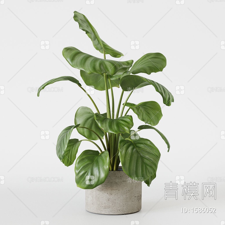 盆栽植物3D模型下载【ID:1586052】