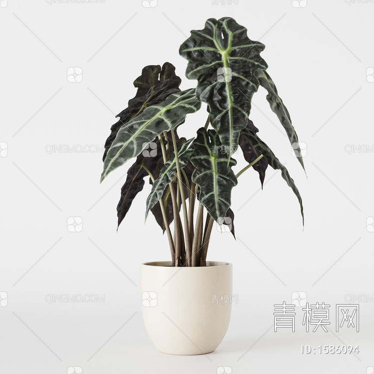 植物盆栽 竹芋小仙女盆栽3D模型下载【ID:1586094】
