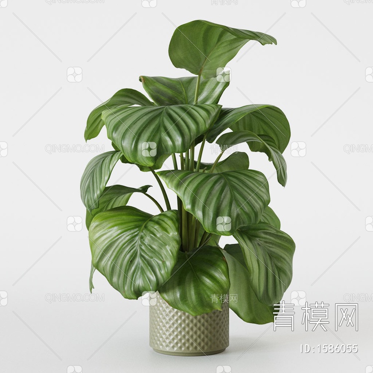 盆栽植物3D模型下载【ID:1586055】