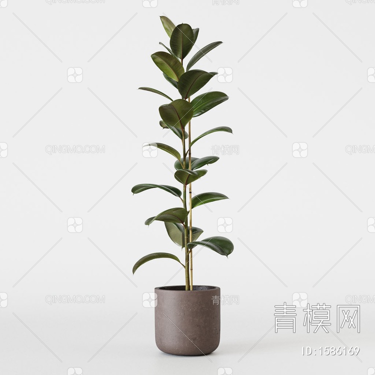 植物 盆栽 橡皮树3D模型下载【ID:1586169】