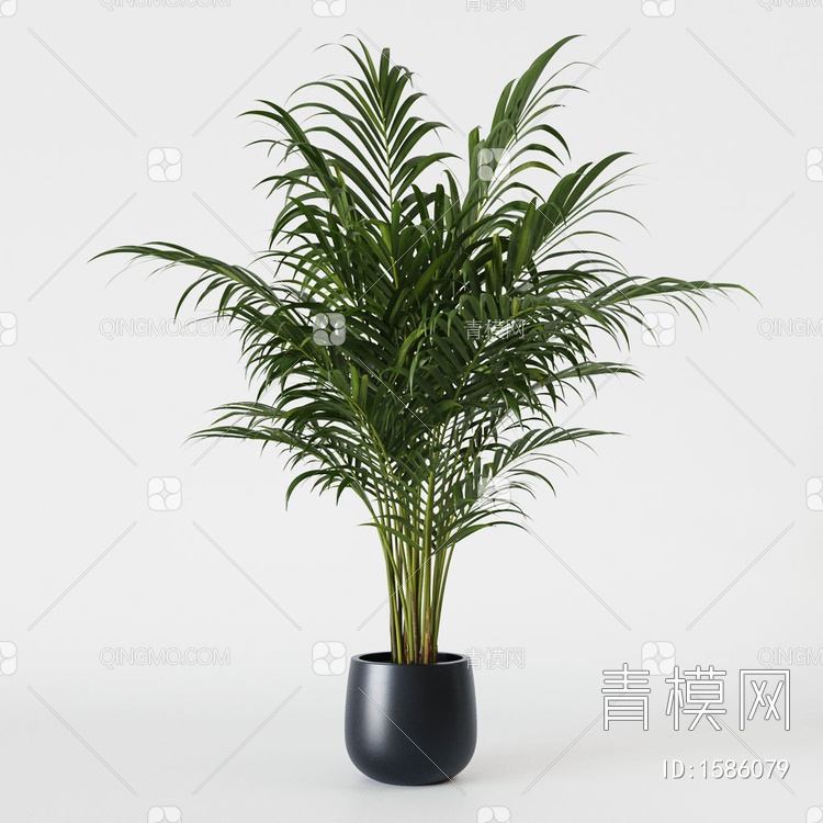 散尾葵 植物盆栽3D模型下载【ID:1586079】