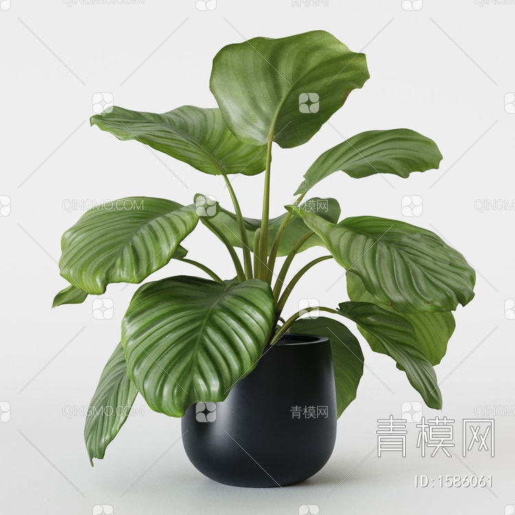 盆栽植物3D模型下载【ID:1586061】