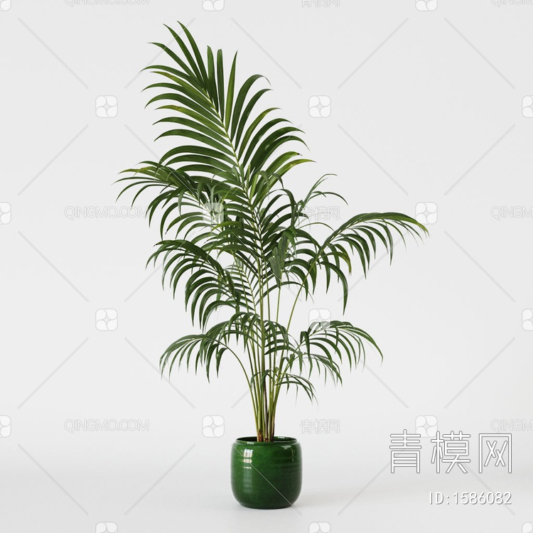 散尾葵 植物盆栽3D模型下载【ID:1586082】