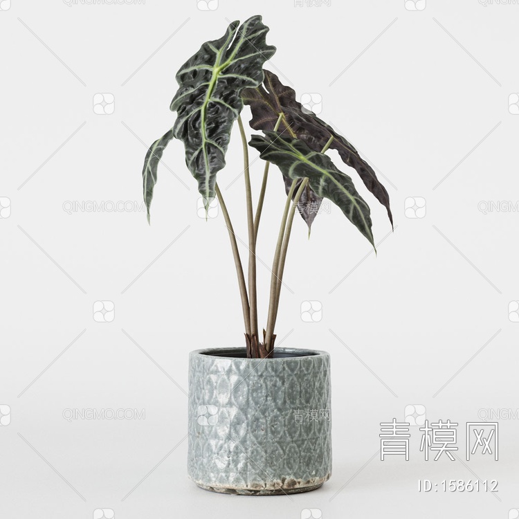 植物盆栽 竹芋小仙女盆栽3D模型下载【ID:1586112】