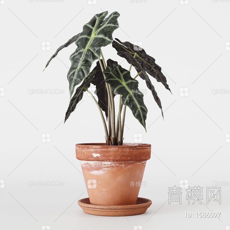 植物盆栽 竹芋小仙女盆栽3D模型下载【ID:1586097】