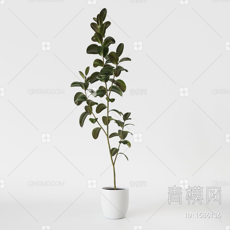 植物 盆栽 橡皮树3D模型下载【ID:1586136】