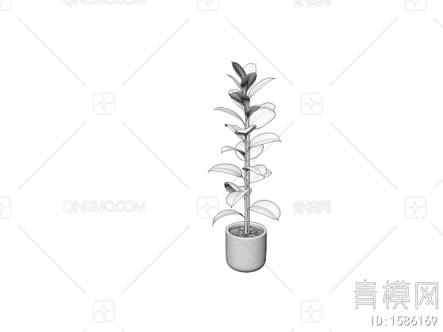 植物 盆栽 橡皮树3D模型下载【ID:1586169】