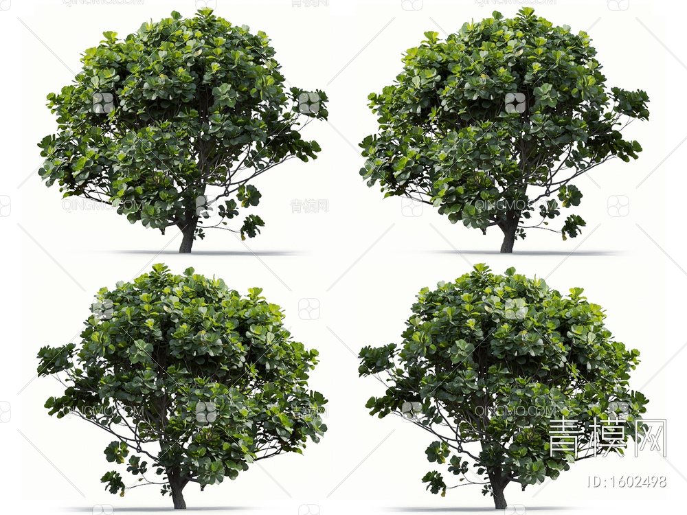 琴叶榕 榕树 橡皮树3D模型下载【ID:1602498】