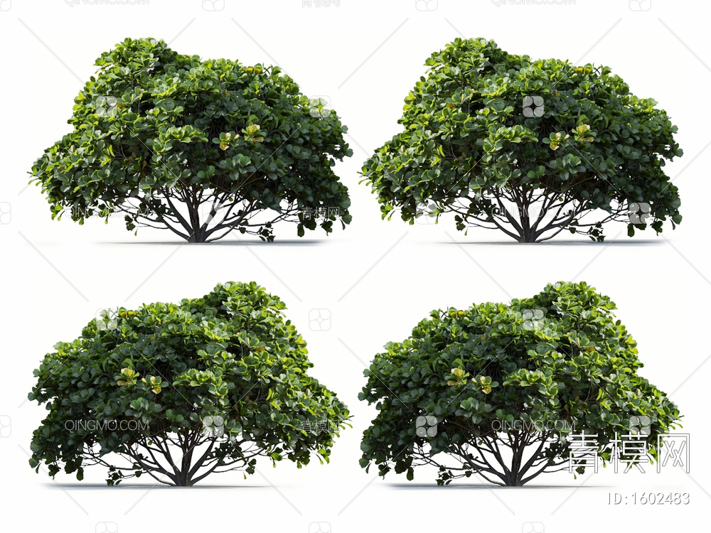 琴叶榕 榕树 橡皮树3D模型下载【ID:1602483】