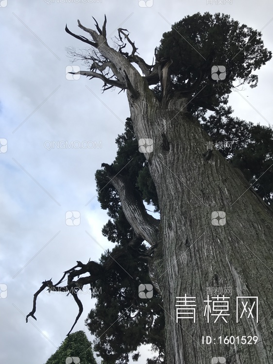 树木贴图下载【ID:1601529】