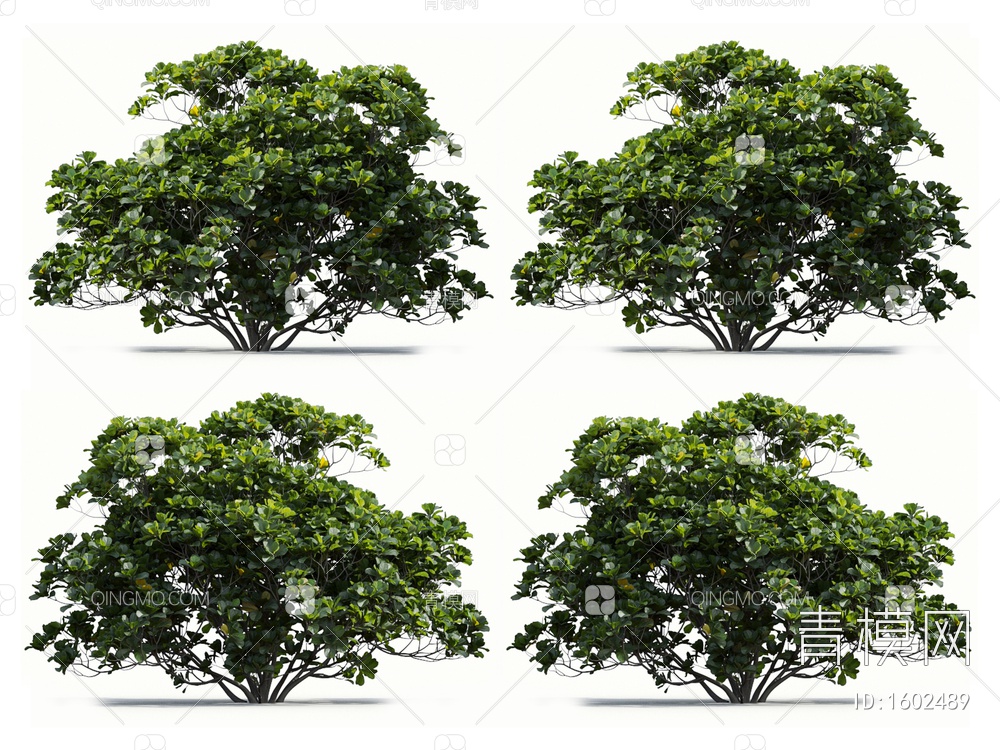 琴叶榕 榕树 橡皮树3D模型下载【ID:1602489】