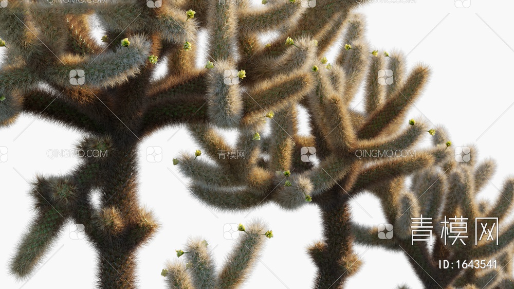 Cylindropuntia沙漠型仙人掌3D模型下载【ID:1643541】
