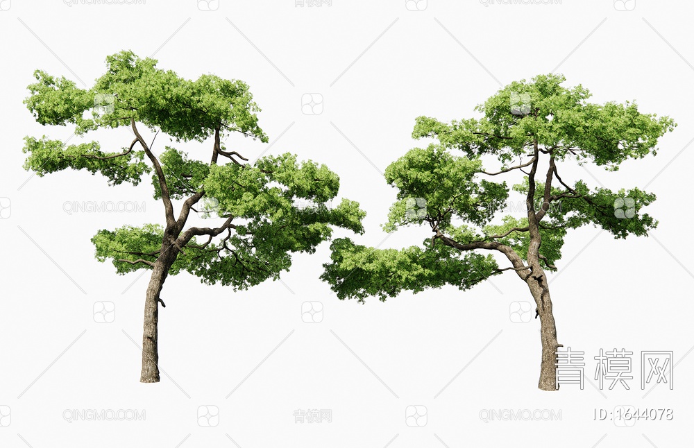 庭院松树 造景景观观树 乔木 园林树3D模型下载【ID:1644078】