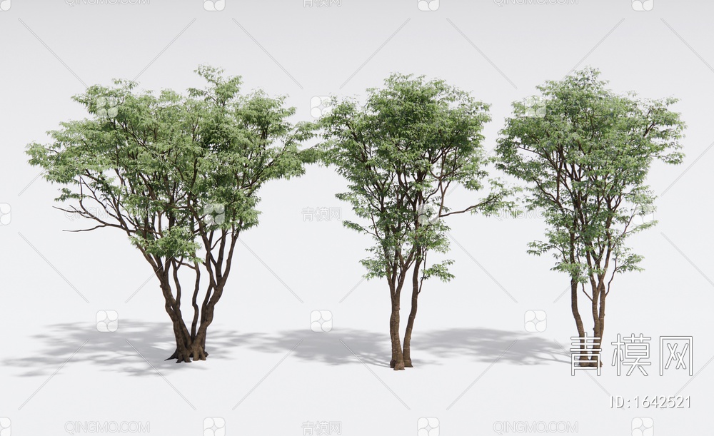 景观树 乔木 鸡爪槭 枫树 行道树 园林树SU模型下载【ID:1642521】