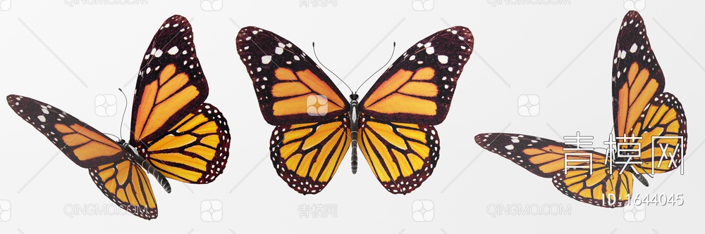 蝴蝶标本3D模型下载【ID:1644045】