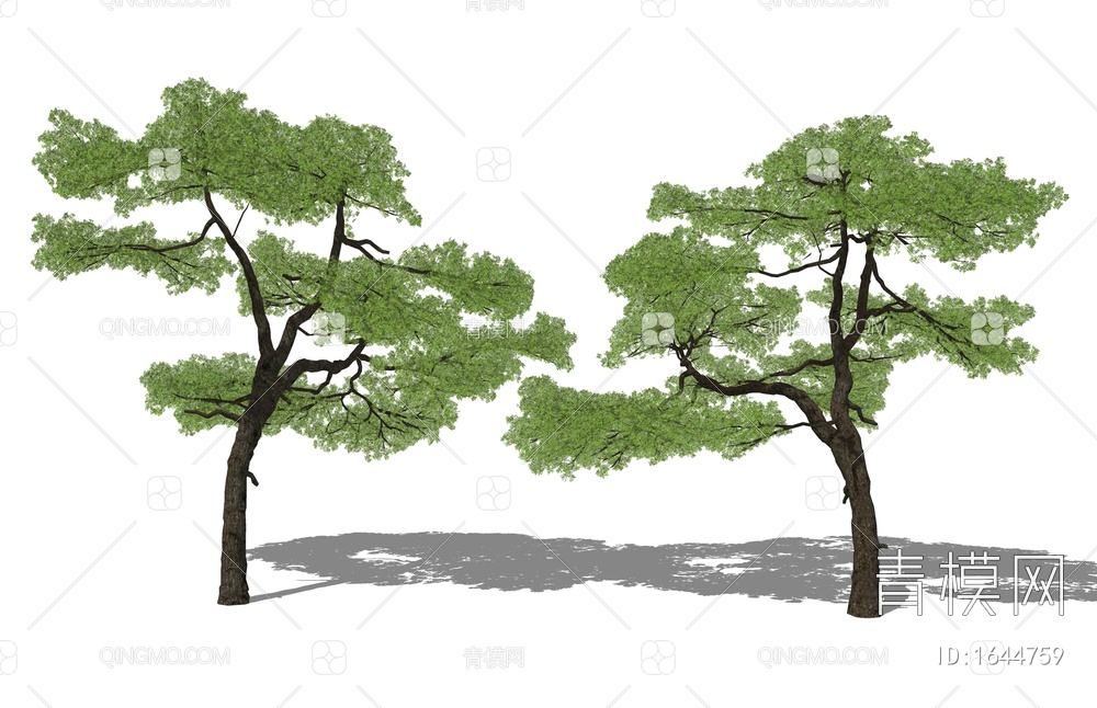 庭院松树 造景景观观树 乔木 园林树SU模型下载【ID:1644759】