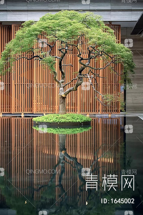 乔木 景观树 鸡爪槭 老桩枫树 景观造型树SU模型下载【ID:1645002】