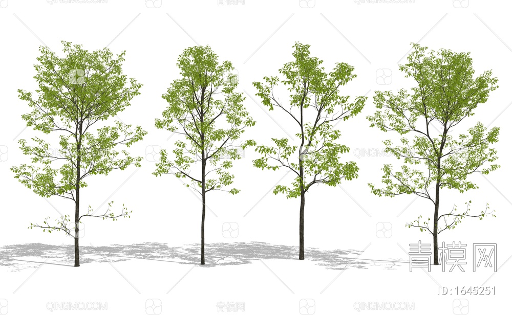 景观树 杨树 乔木 园林造景树SU模型下载【ID:1645251】