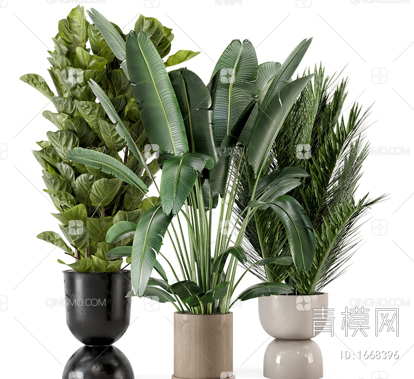 盆栽绿植大型室内植物3D模型下载【ID:1668396】