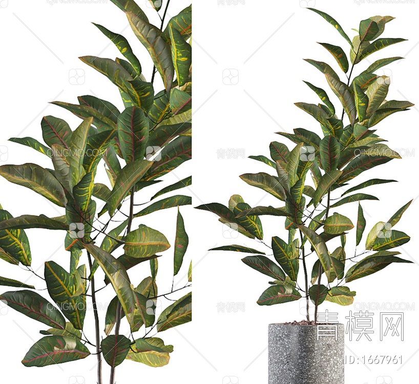 盆栽 植物 绿植3D模型下载【ID:1667961】
