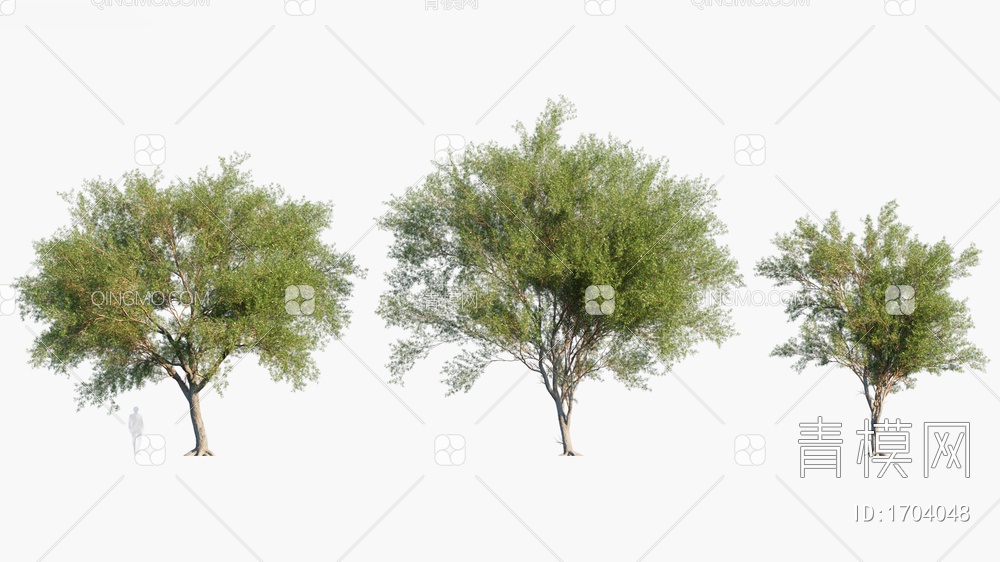 Prosopis 花园小树3D模型下载【ID:1704048】