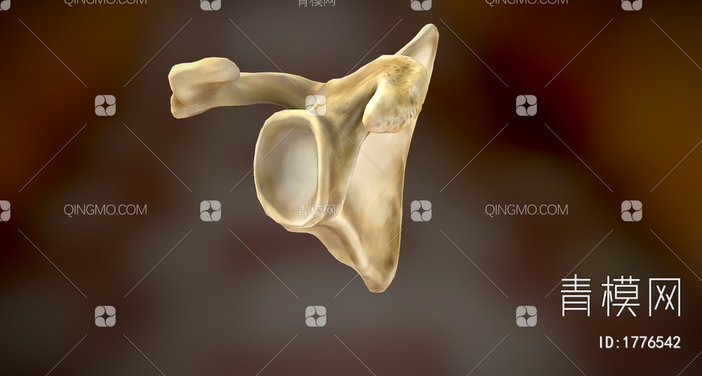 人肩胛骨3D模型下载【ID:1776542】