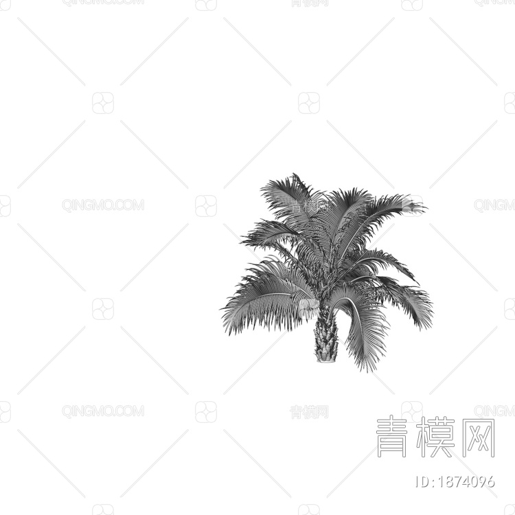 Beccariophoenix 椰树3D模型下载【ID:1874096】