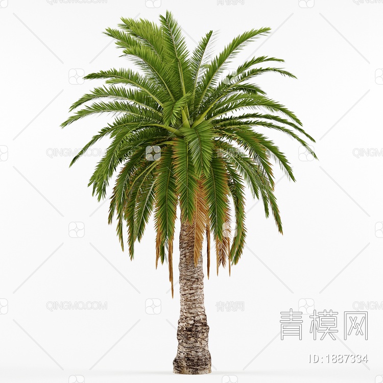 椰子树3D模型下载【ID:1887334】