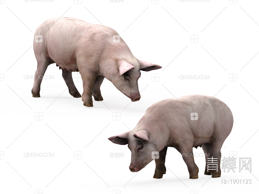 动物 家养猪3D模型下载【ID:1901123】