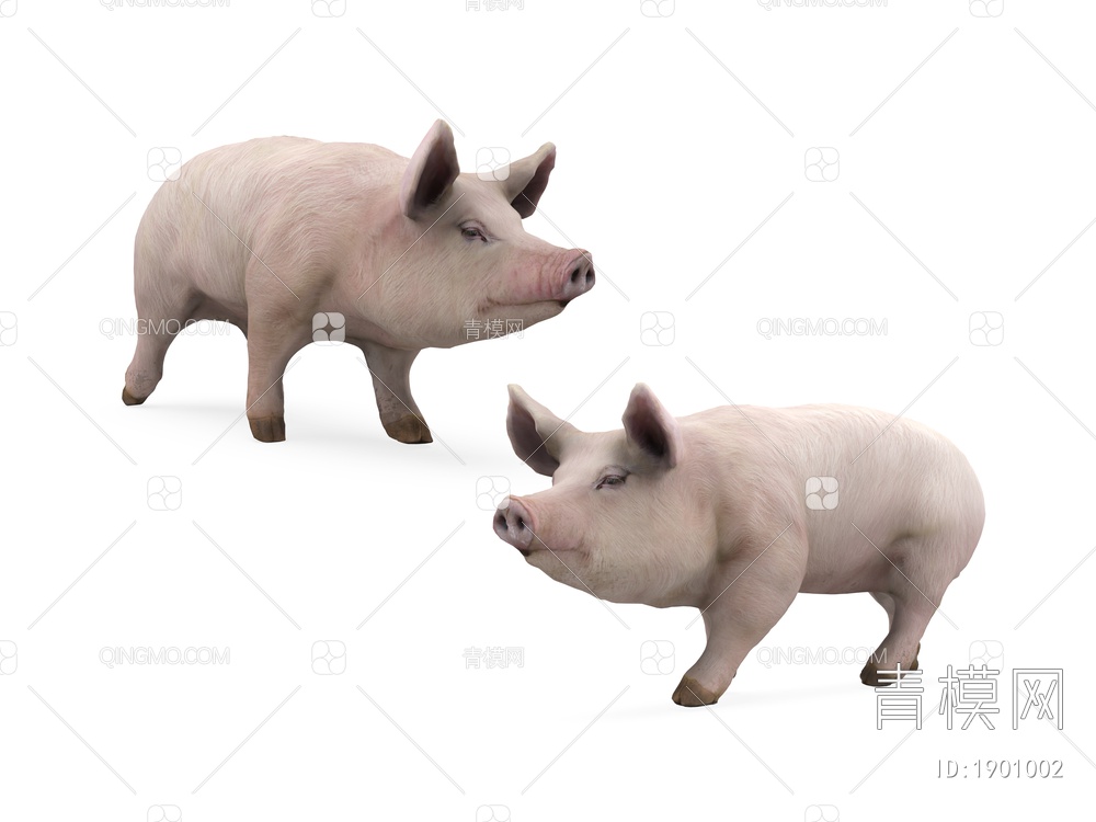家禽动物 小猪3D模型下载【ID:1901002】
