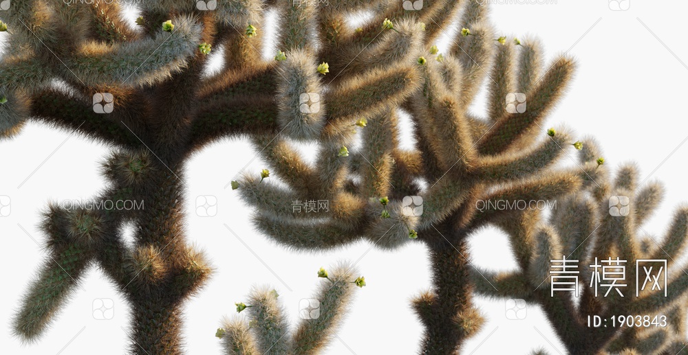 沙漠植物3D模型下载【ID:1903843】
