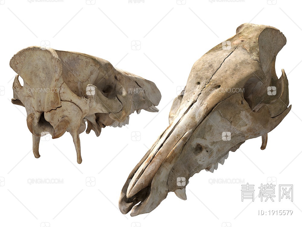 骨头 动物头骨3D模型下载【ID:1915579】