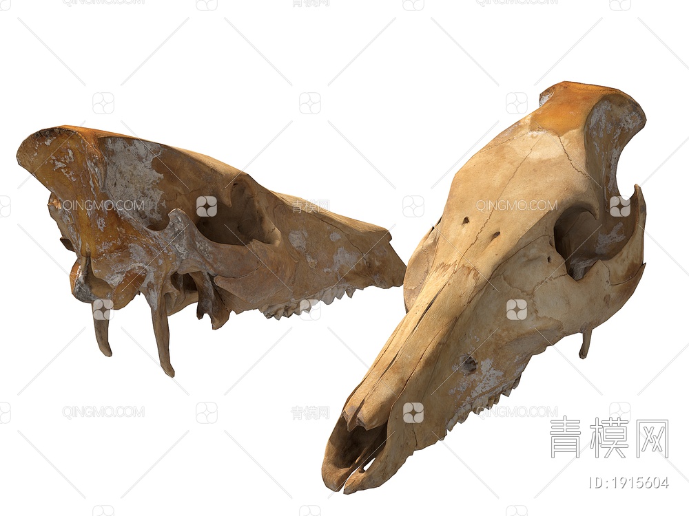 骨头 动物头骨3D模型下载【ID:1915604】