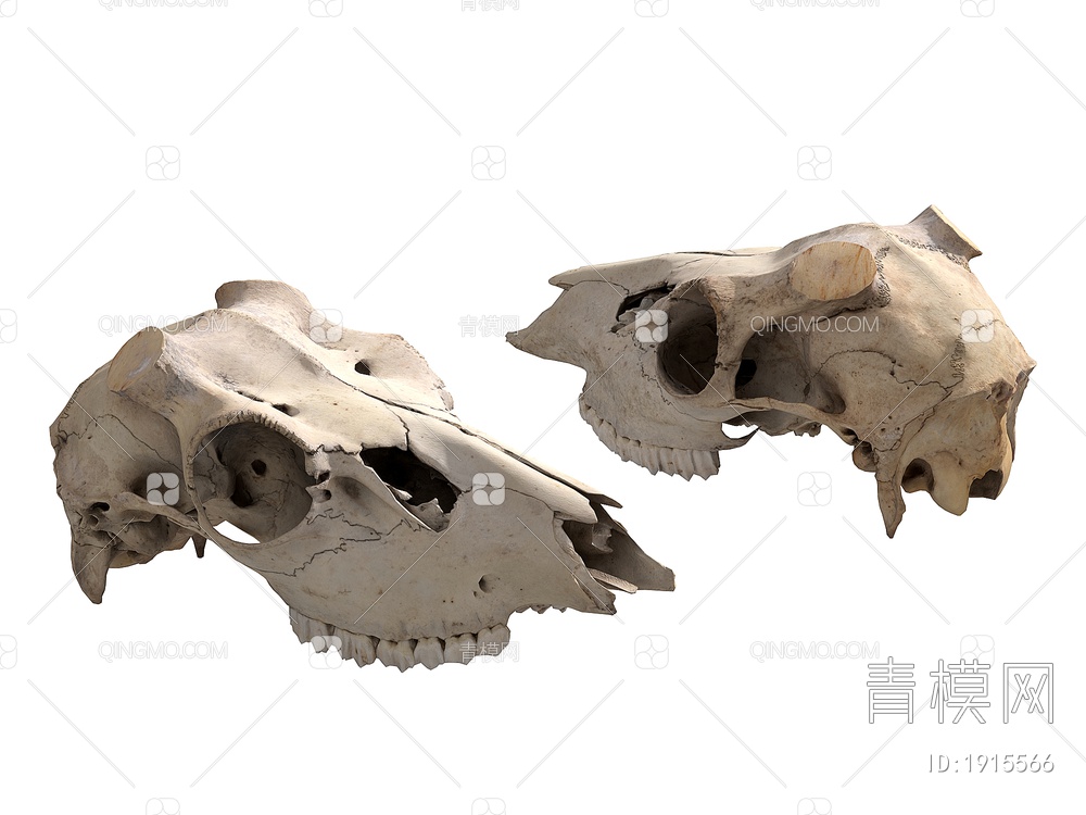 骨头 动物头骨3D模型下载【ID:1915566】