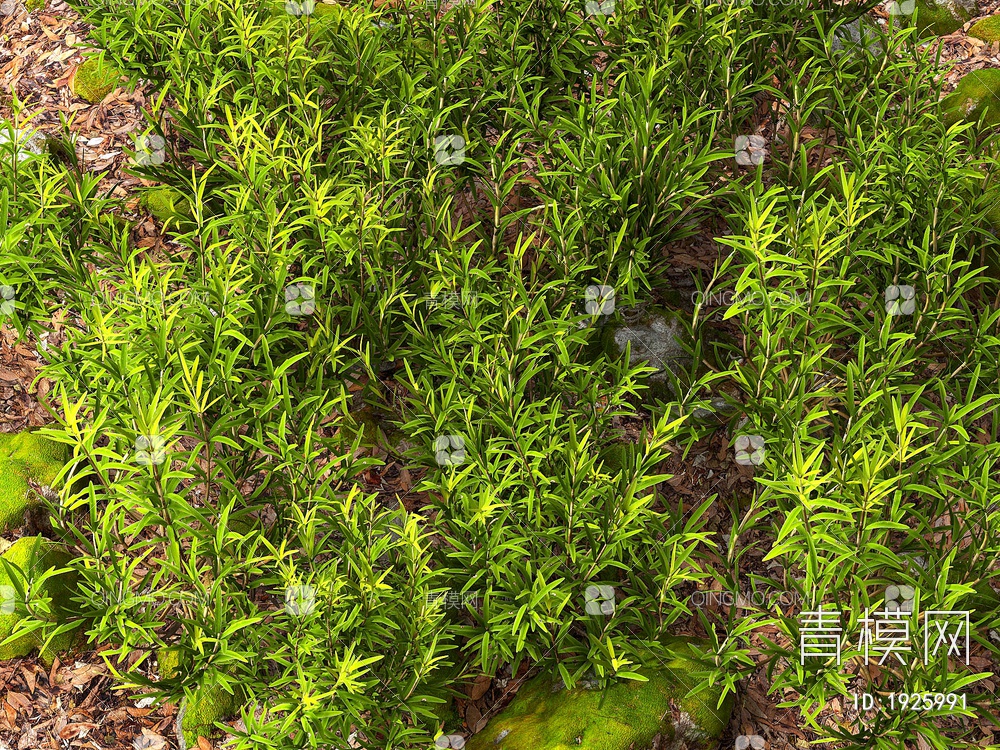 迷迭香 香料 花草 绿植  植物堆SU模型下载【ID:1925991】